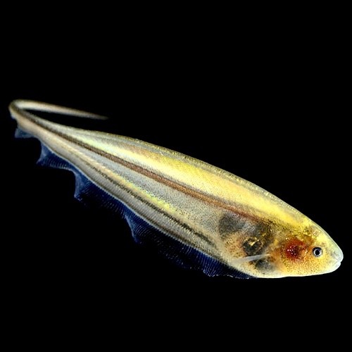 Eigenmannia virescens - Grüner Messerfisch M